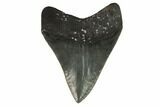 Serrated, Fossil Megalodon Tooth - South Carolina #122241-2